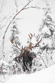 Orignal - Hiver 164 - Jean-Simon Bégin - Photographe Animalier et Artiste Peintre