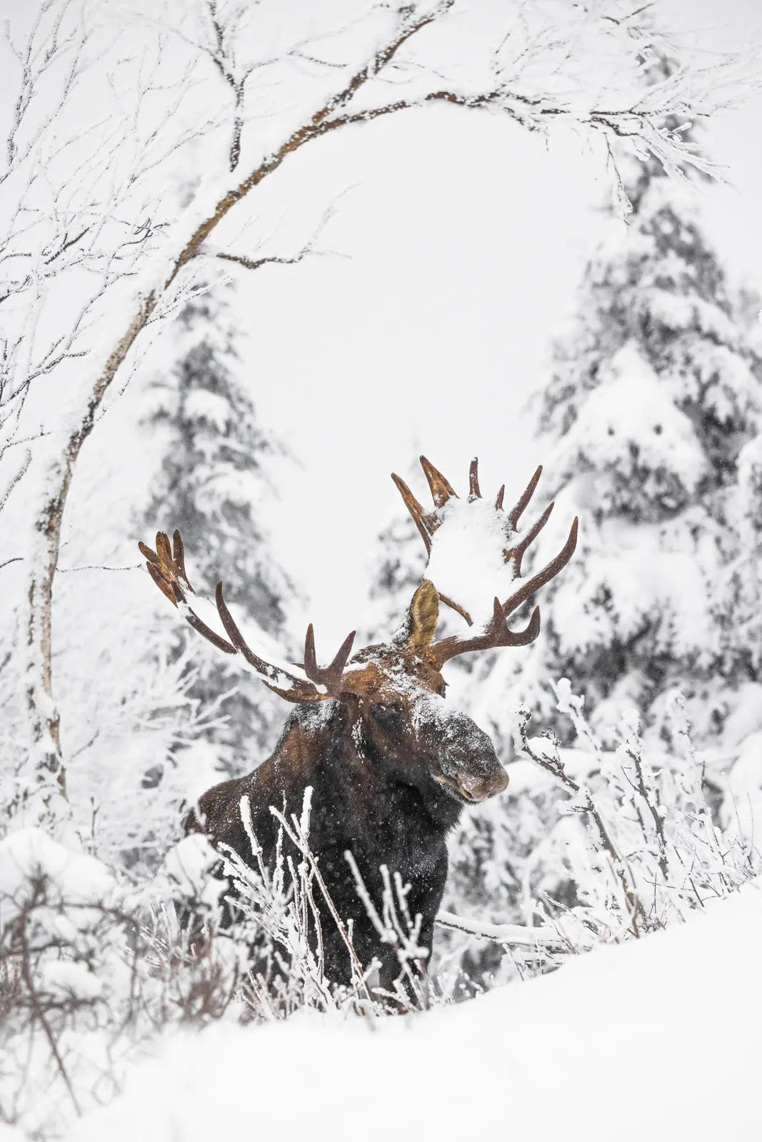 Orignal - Hiver 164 - Jean-Simon Bégin - Photographe Animalier et Artiste Peintre