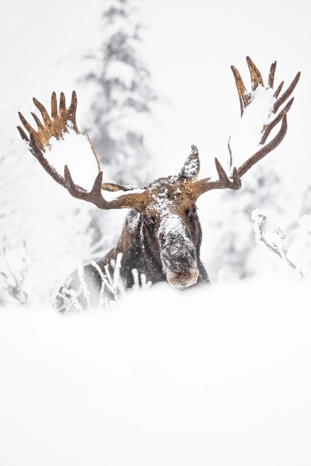 Orignal - Hiver 165 - Jean-Simon Bégin - Photographe Animalier et Artiste Peintre
