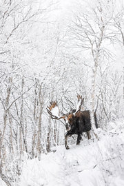 Orignal - Hiver 166 - Jean-Simon Bégin - Photographe Animalier et Artiste Peintre