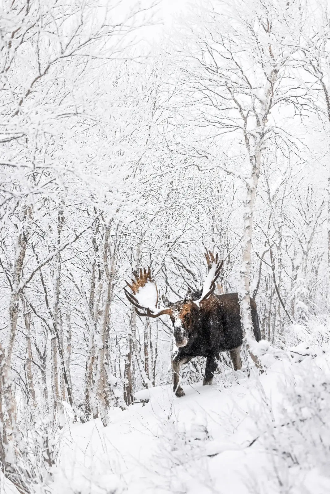 Orignal - Hiver 166 - Jean-Simon Bégin - Photographe Animalier et Artiste Peintre