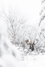 Orignal - Hiver 170 - Jean-Simon Bégin - Photographe Animalier et Artiste Peintre