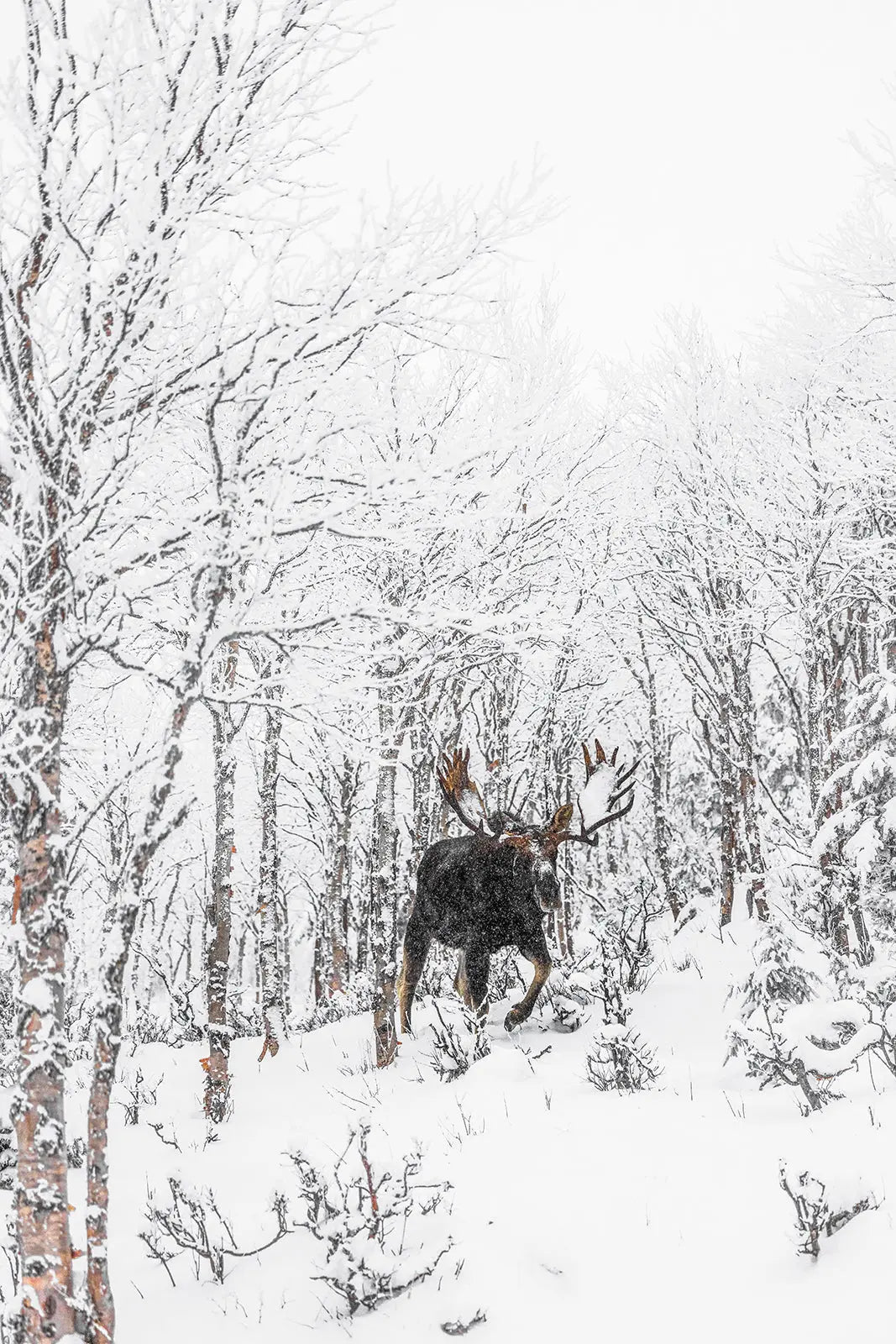 Orignal - Hiver 171 - Jean-Simon Bégin - Photographe Animalier et Artiste Peintre