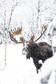 Orignal - Hiver 172 - Jean-Simon Bégin - Photographe Animalier et Artiste Peintre