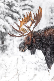 Orignal - Hiver 176 - Jean-Simon Bégin - Photographe Animalier et Artiste Peintre