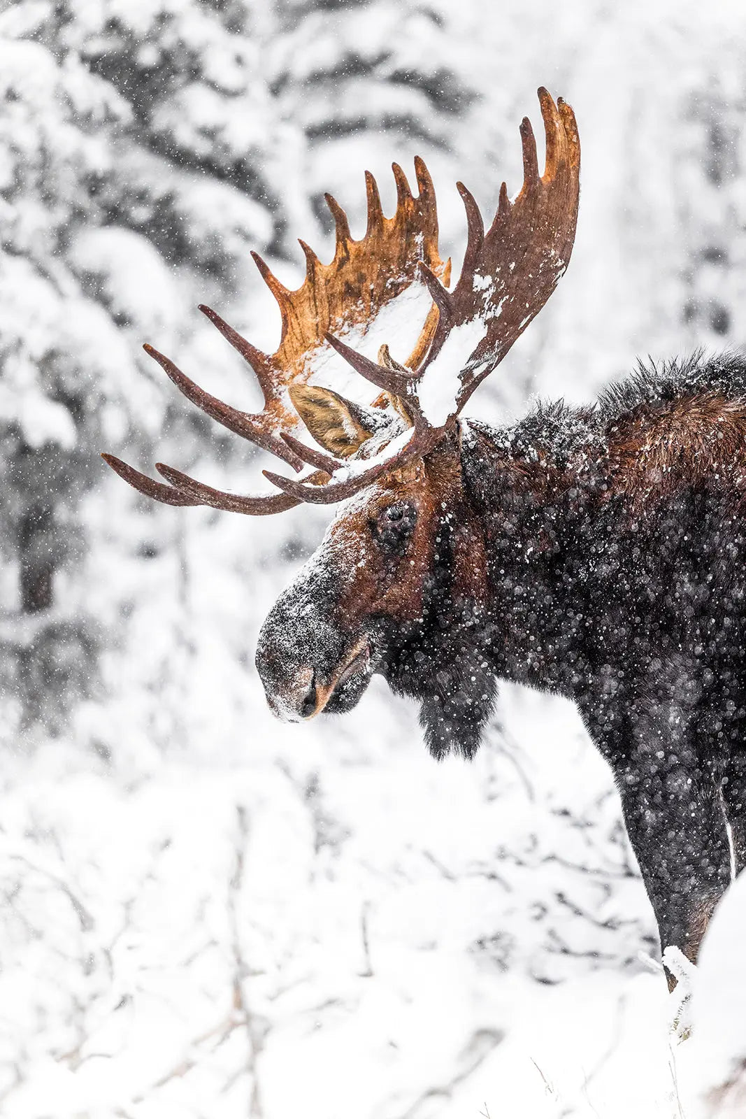 Orignal - Hiver 176 - Jean-Simon Bégin - Photographe Animalier et Artiste Peintre