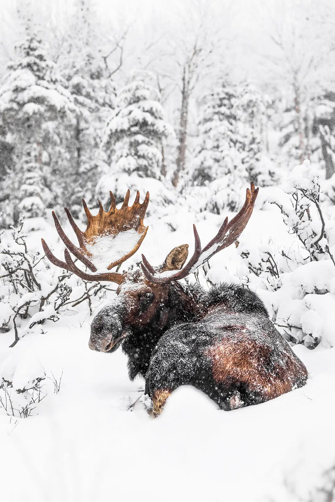 Orignal - Hiver 180 - Jean-Simon Bégin - Photographe Animalier et Artiste Peintre