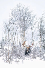 Orignal - Hiver 183 Jean-Simon Bégin - Photographe Animalier et Artiste Peintre
