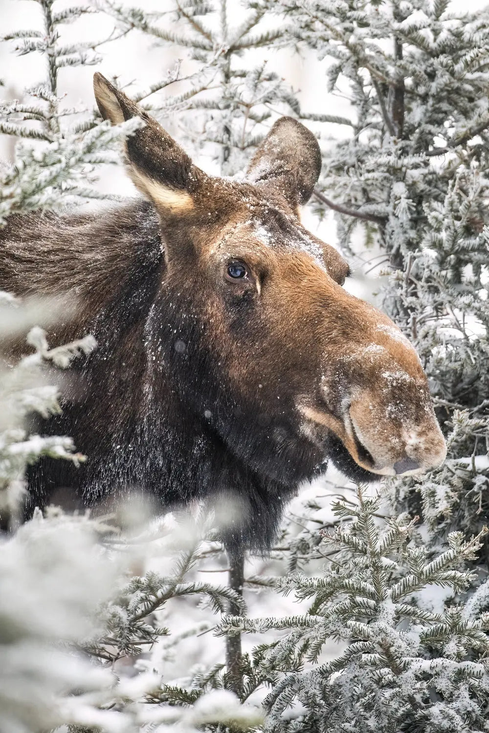 Orignal - Hiver 184 Jean-Simon Bégin - Photographe Animalier et Artiste Peintre