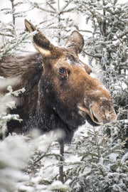 Orignal - Hiver 184 Jean-Simon Bégin - Photographe Animalier et Artiste Peintre