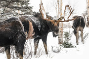 Orignal - Hiver 185 Jean-Simon Bégin - Photographe Animalier et Artiste Peintre