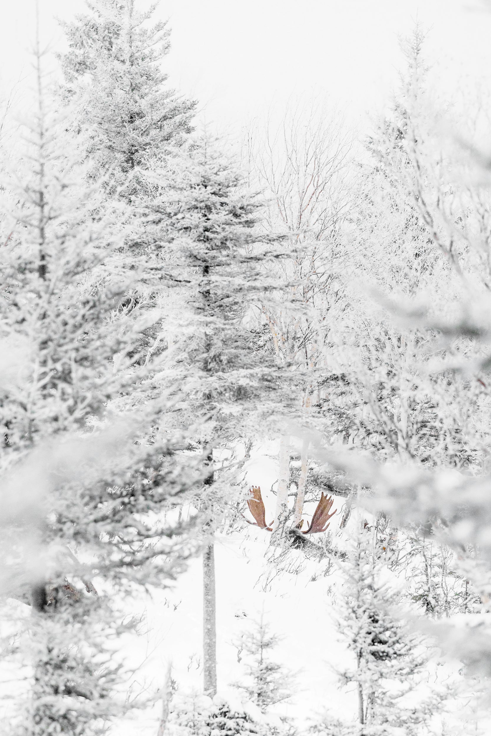 Orignal - Hiver 003