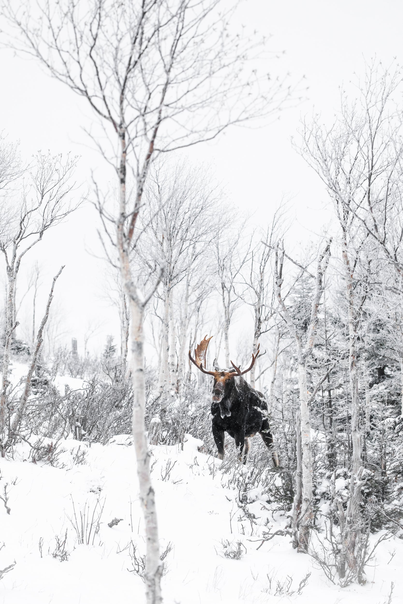 Orignal - Hiver 004