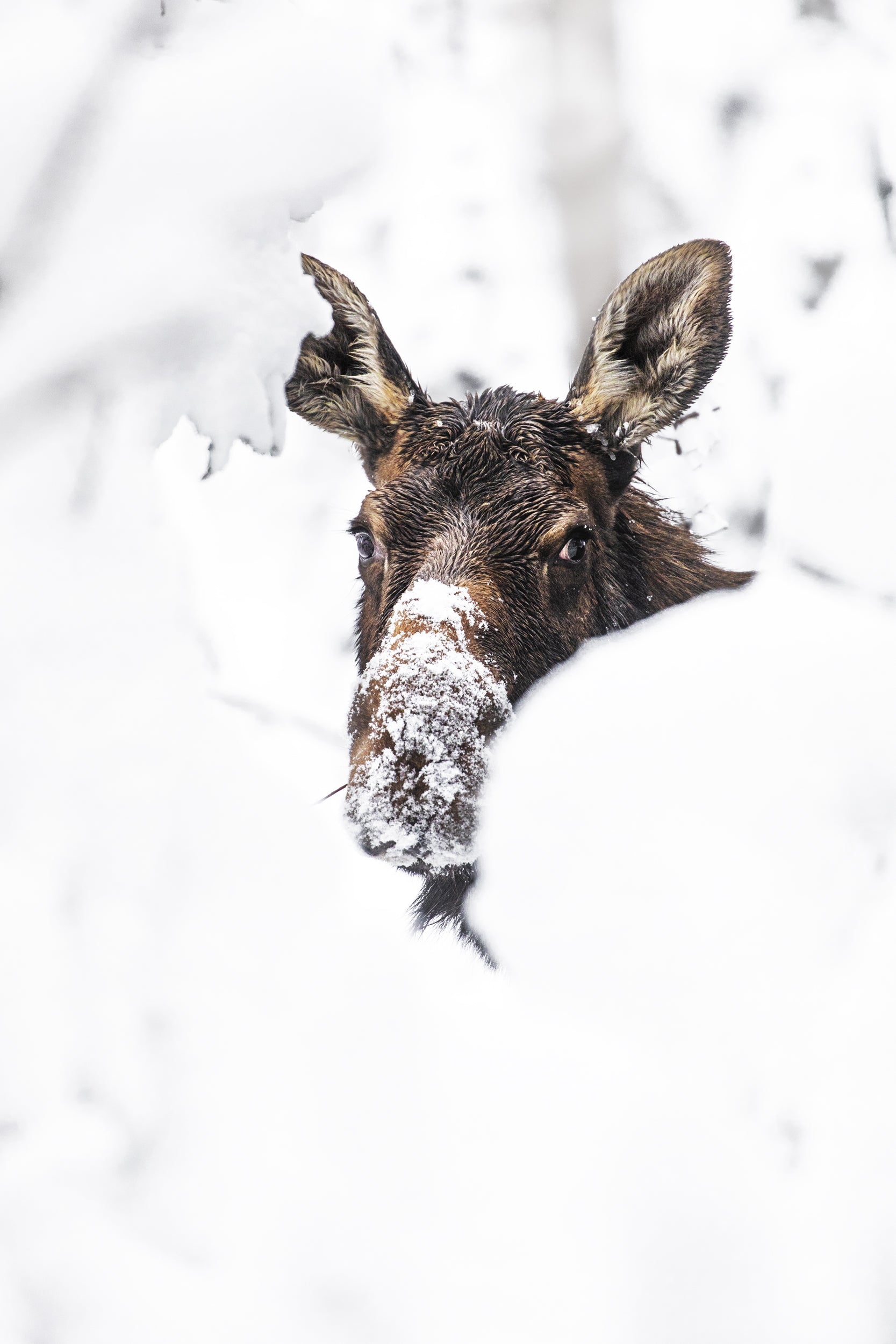 Orignal - Hiver 022