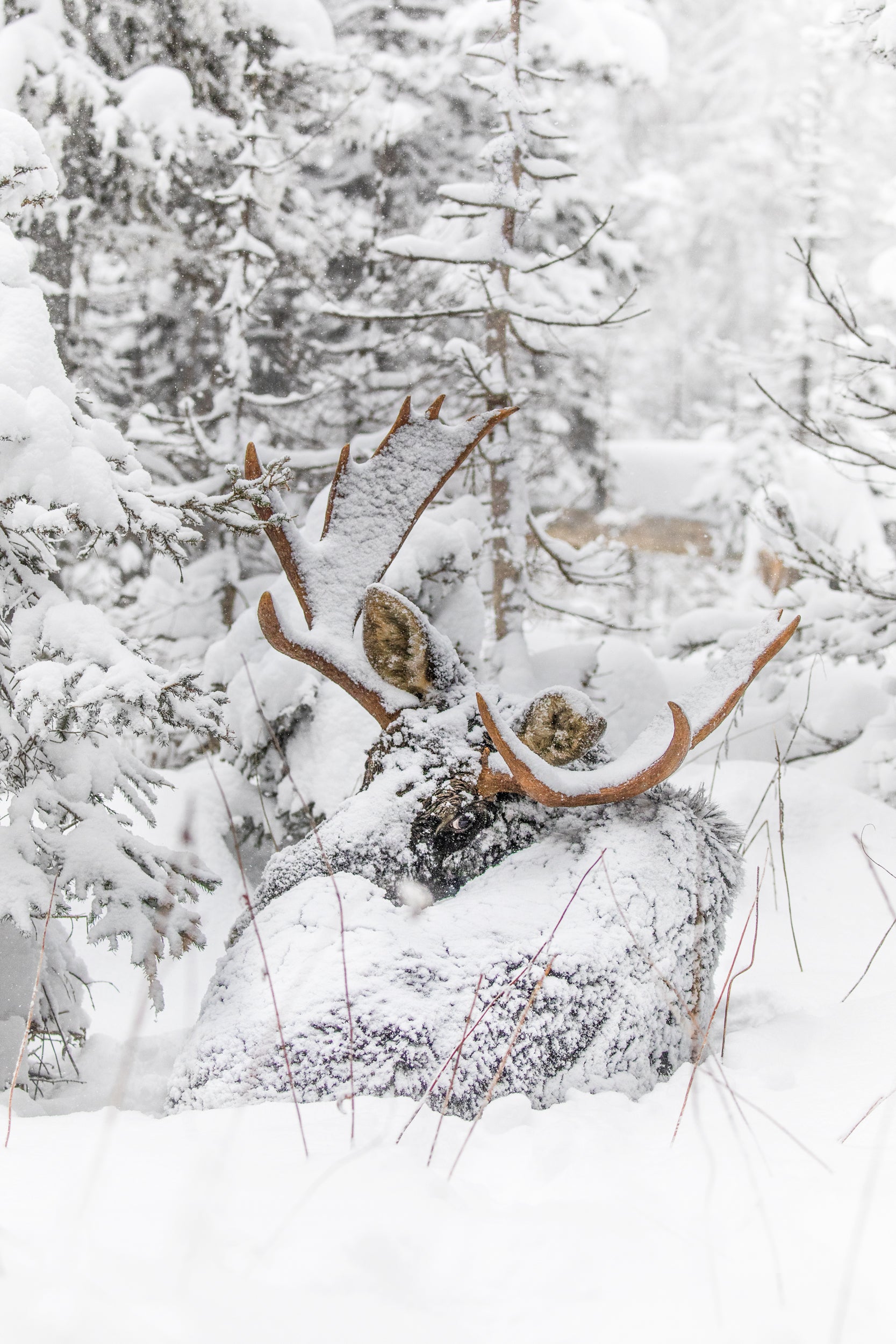 Orignal - Hiver 054