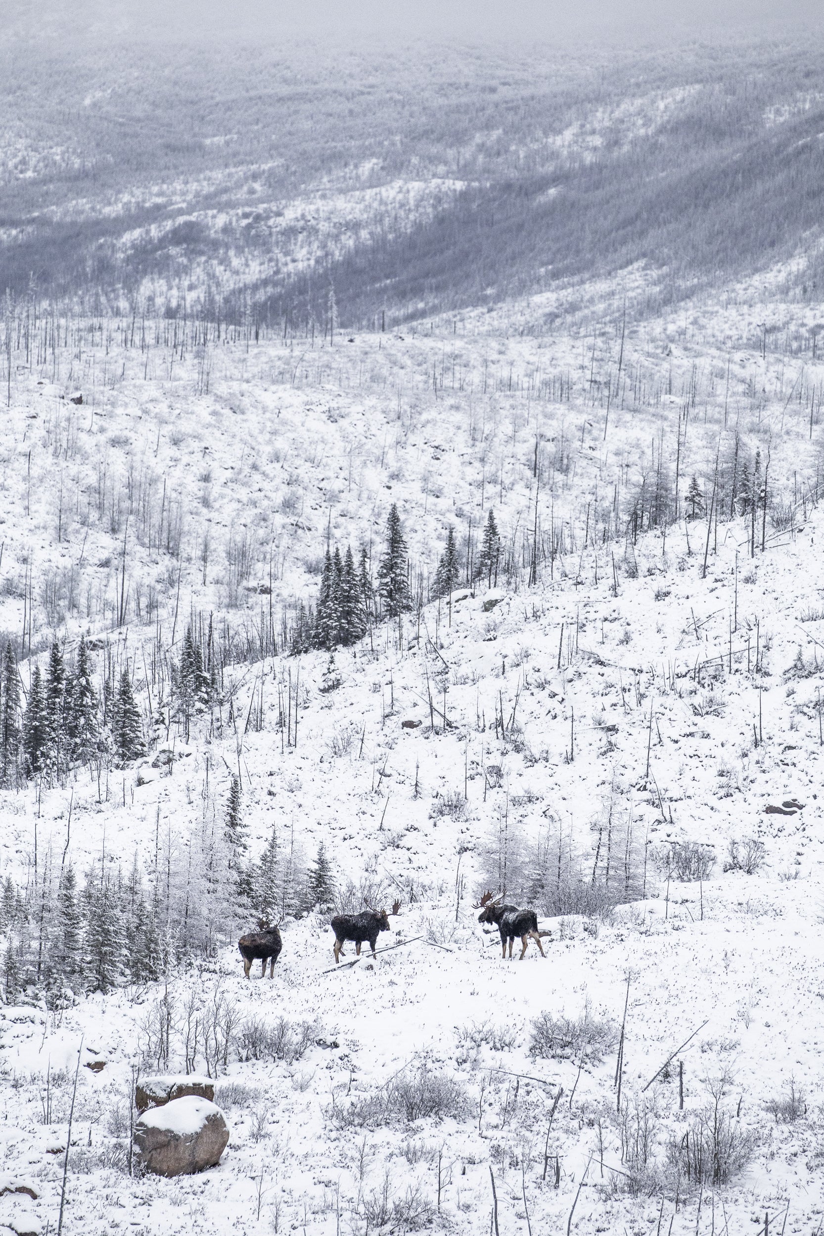 Orignal - Hiver 056