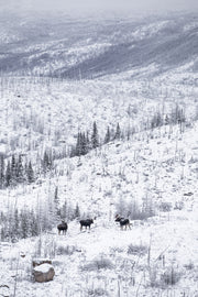 Orignal - Hiver 056