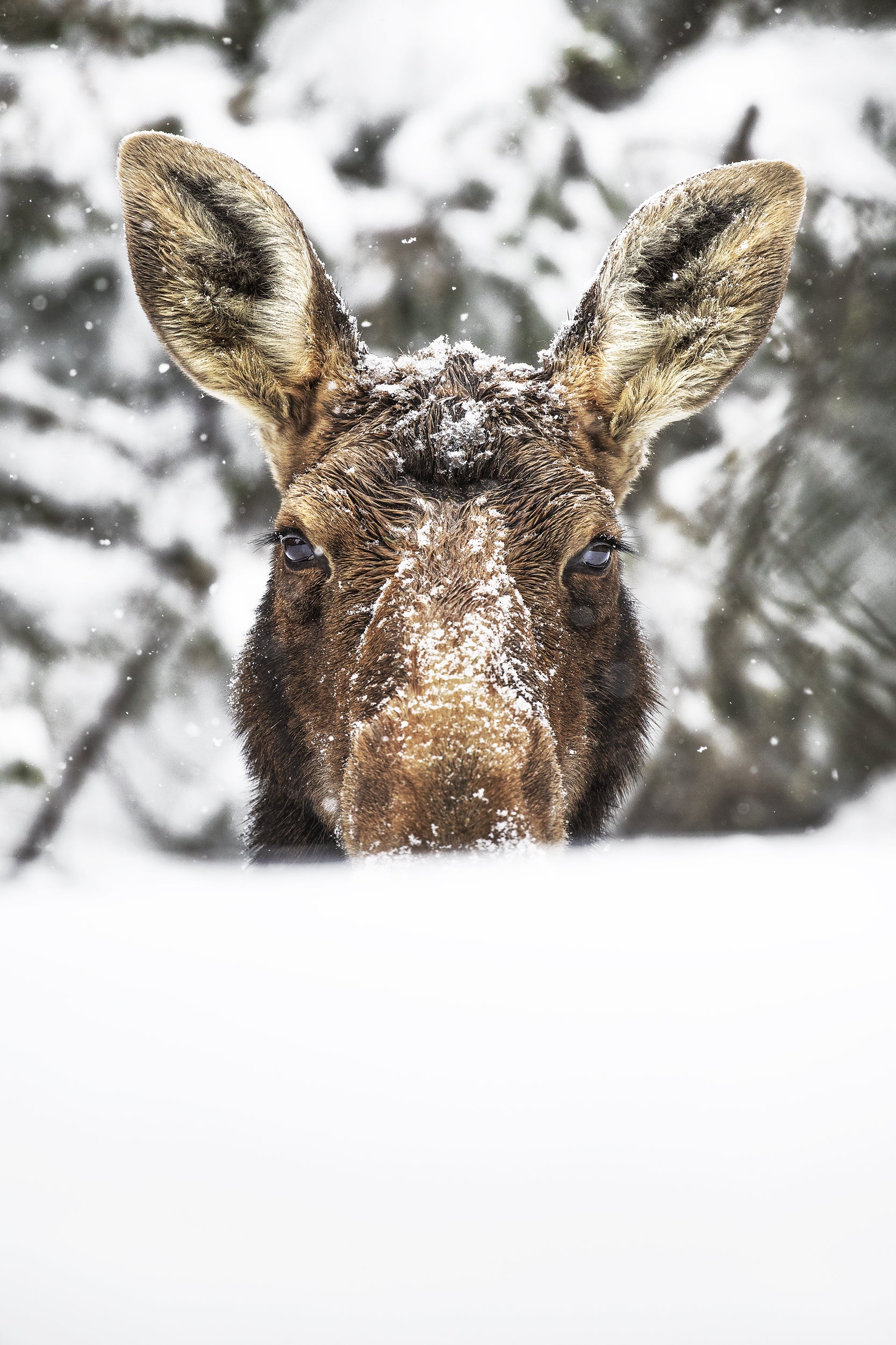Orignal - Hiver 076