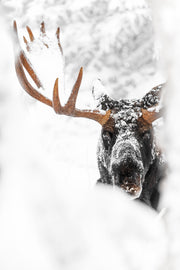 Orignal - Hiver 077