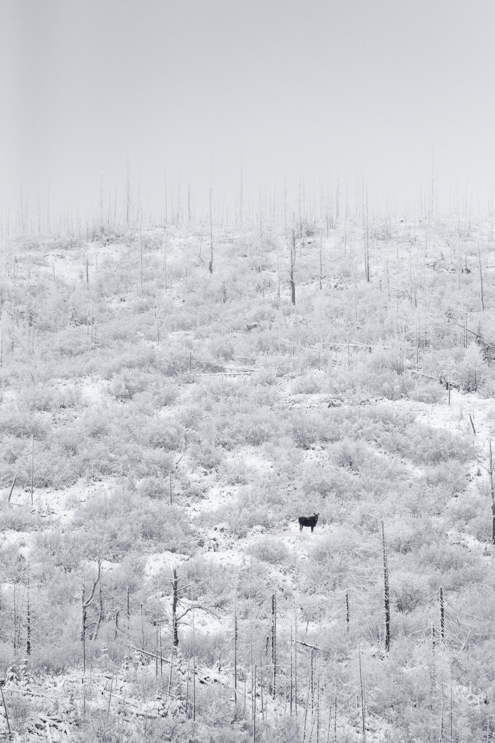 Orignal - Hiver 079