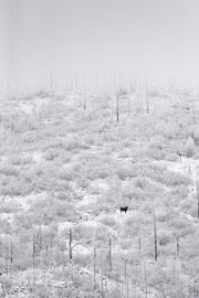 Orignal - Hiver 079