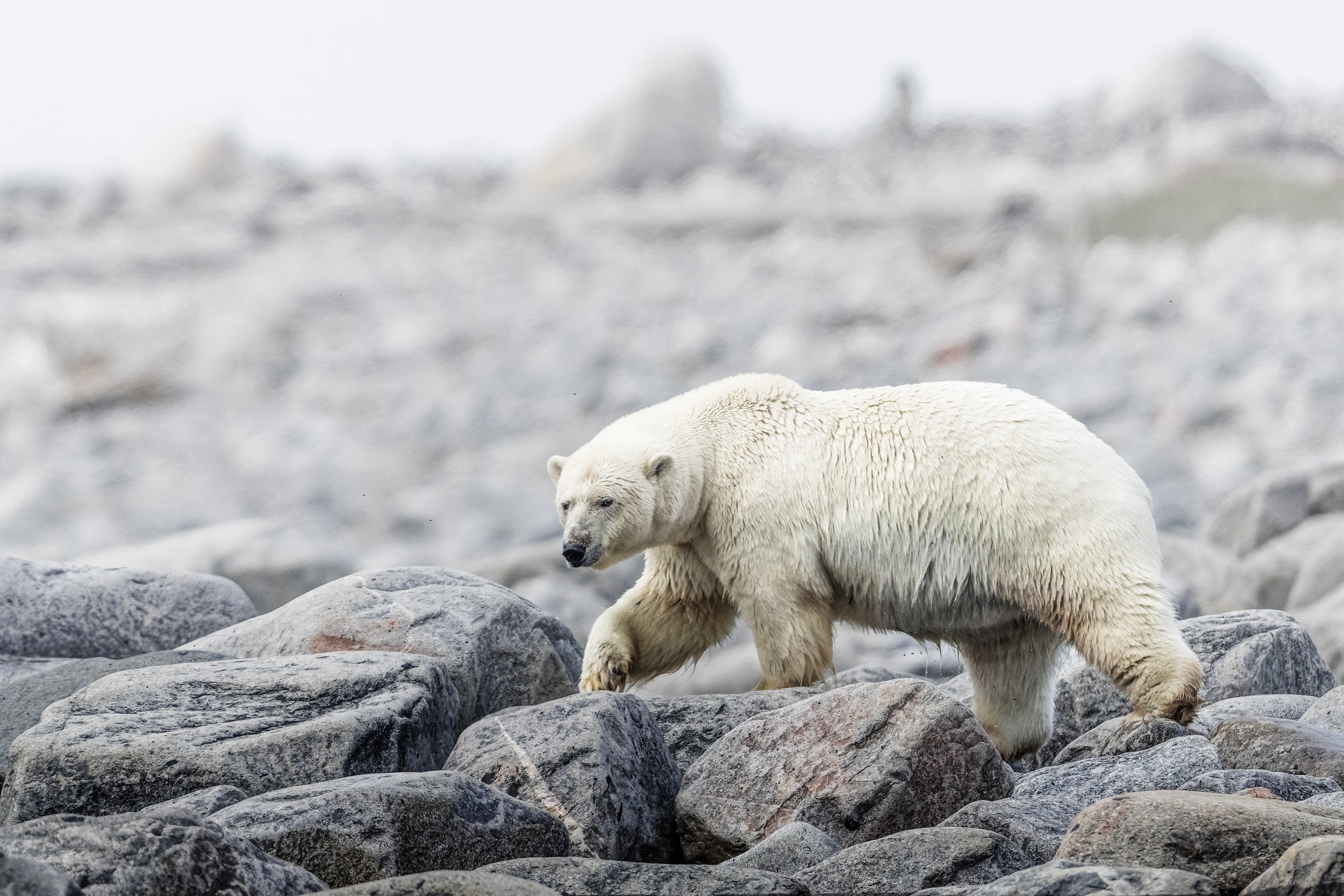 Polar Bear 015