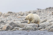 Ours blanc 018
