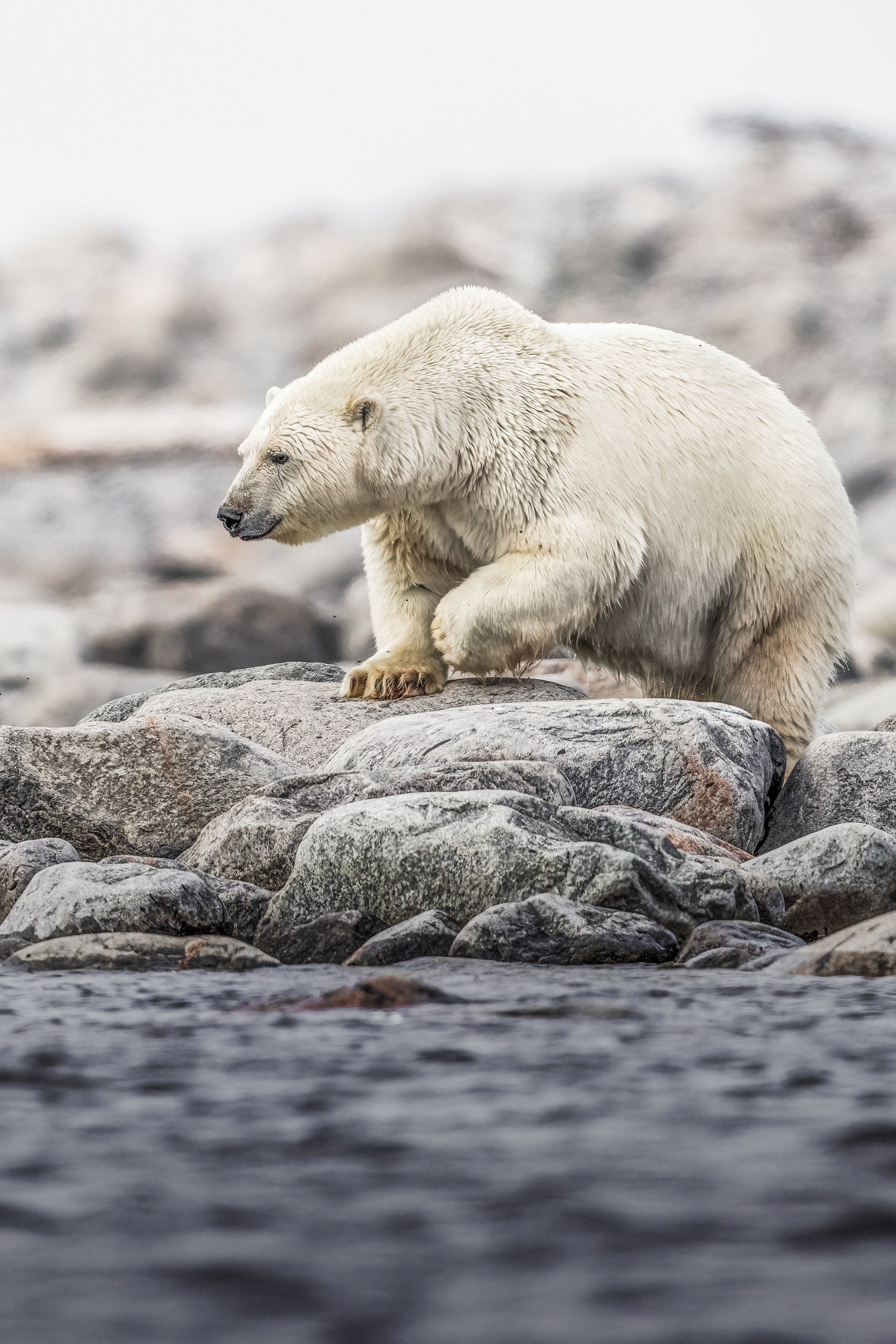 Polar Bear 019