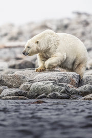 Polar Bear 019