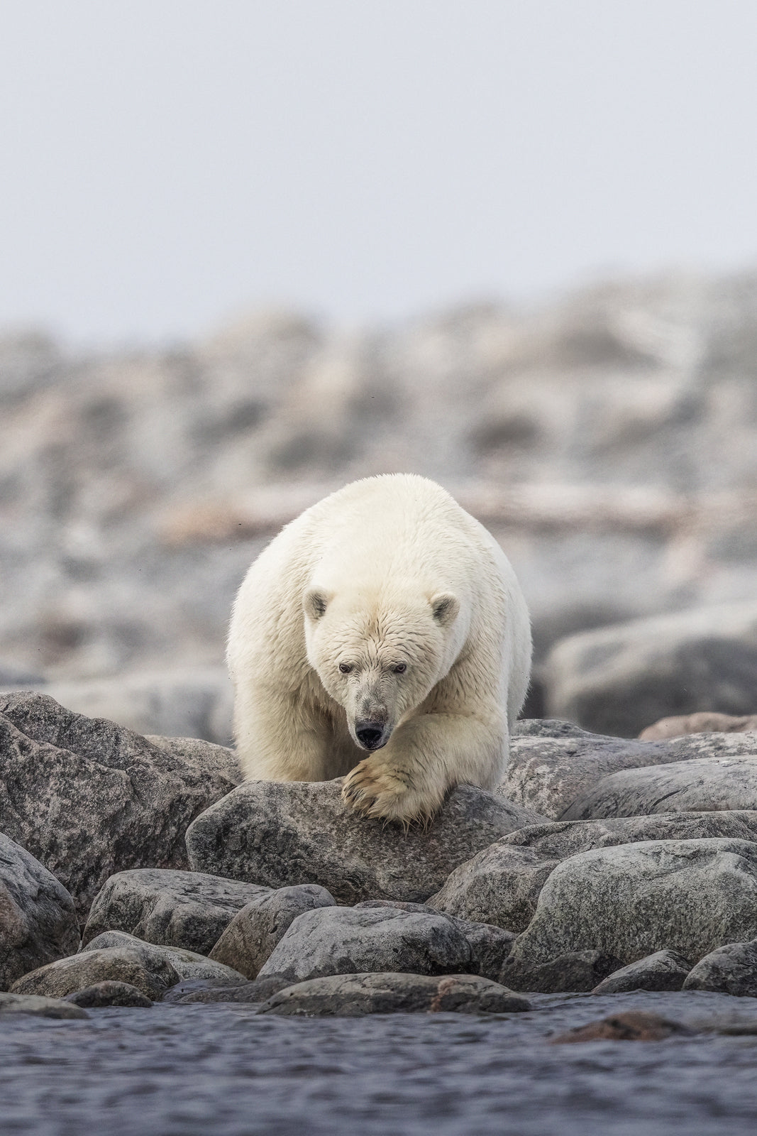 Ours blanc 020