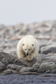 Ours blanc 020