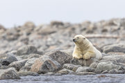 Polar Bear 022