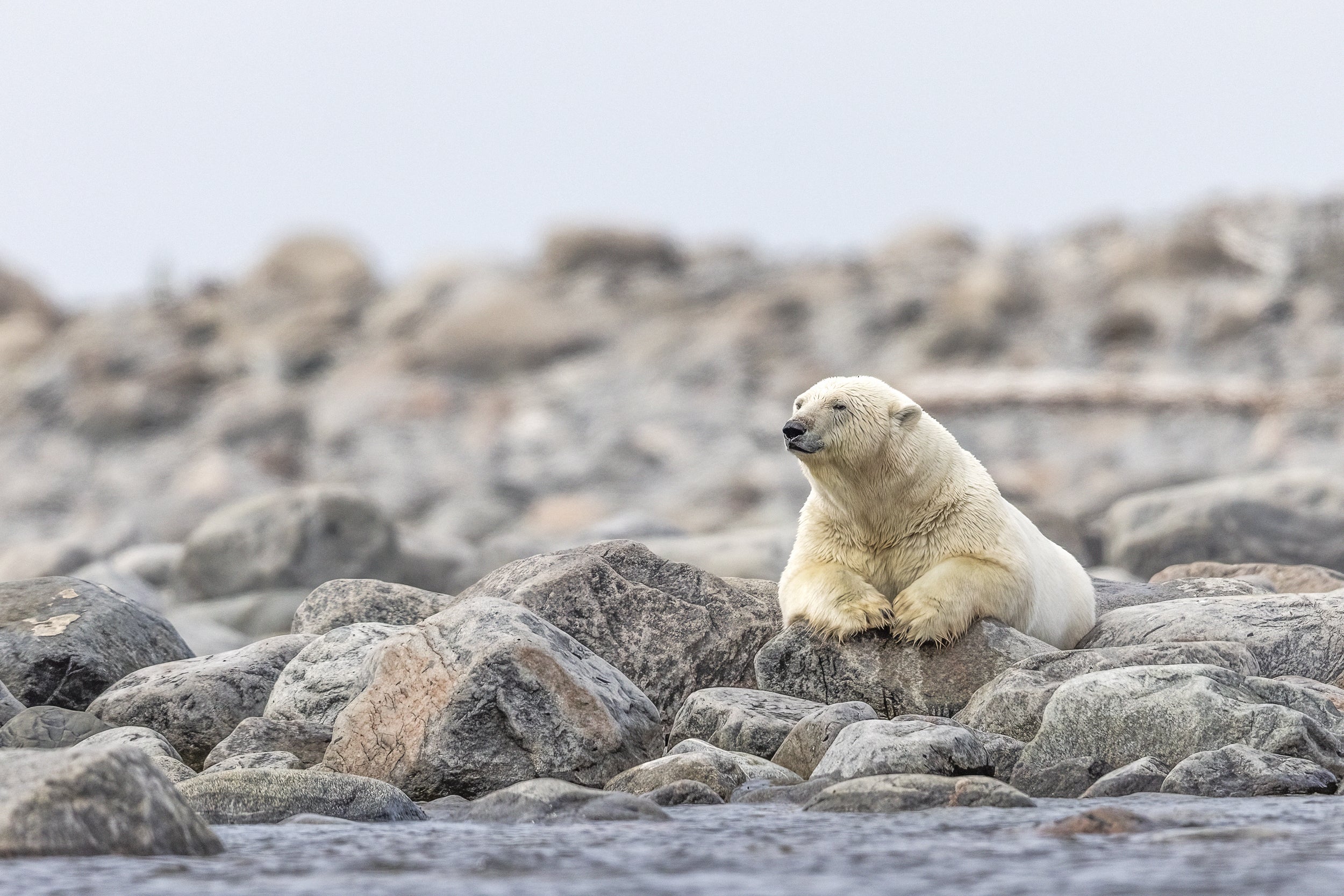 Polar Bear 022