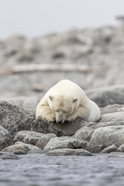Ours blanc 026