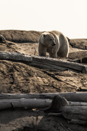 Ours blanc 029