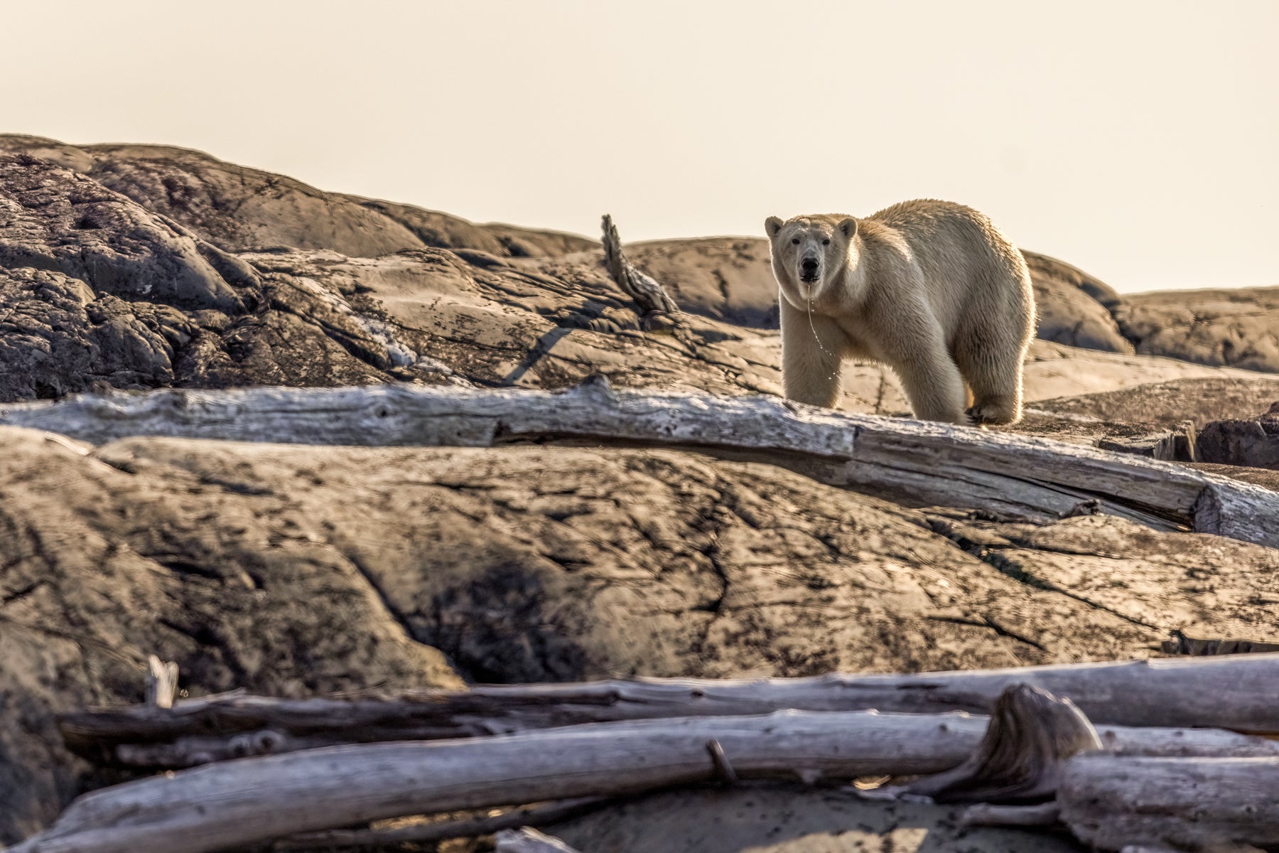 Polar Bear 022