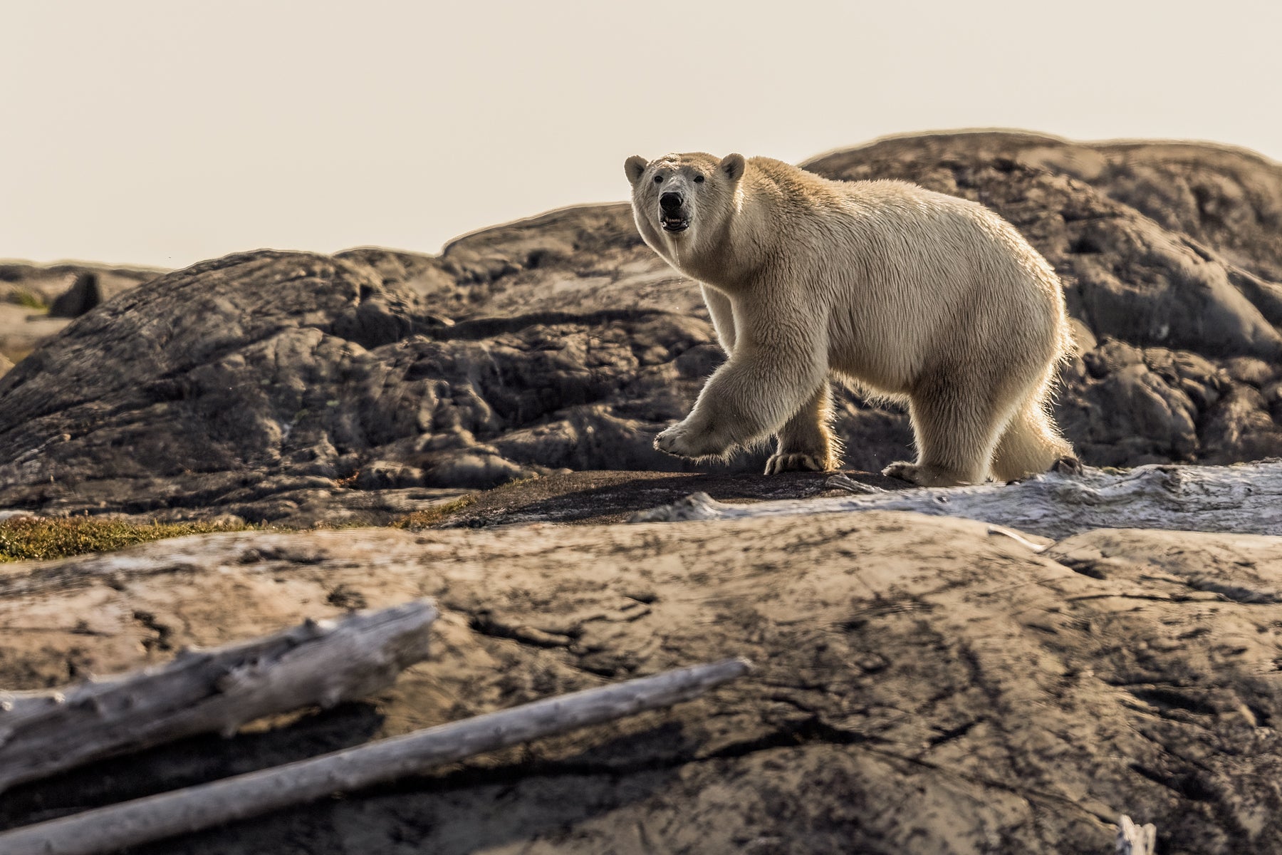 Polar Bear 022