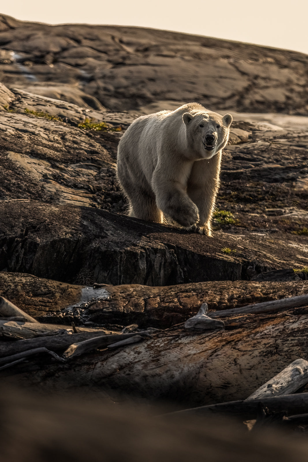 Polar Bear 022