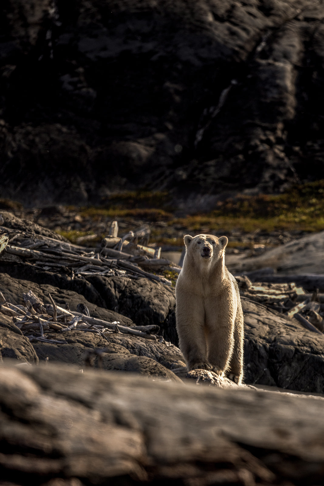 Polar Bear 022