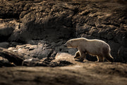Ours blanc 035