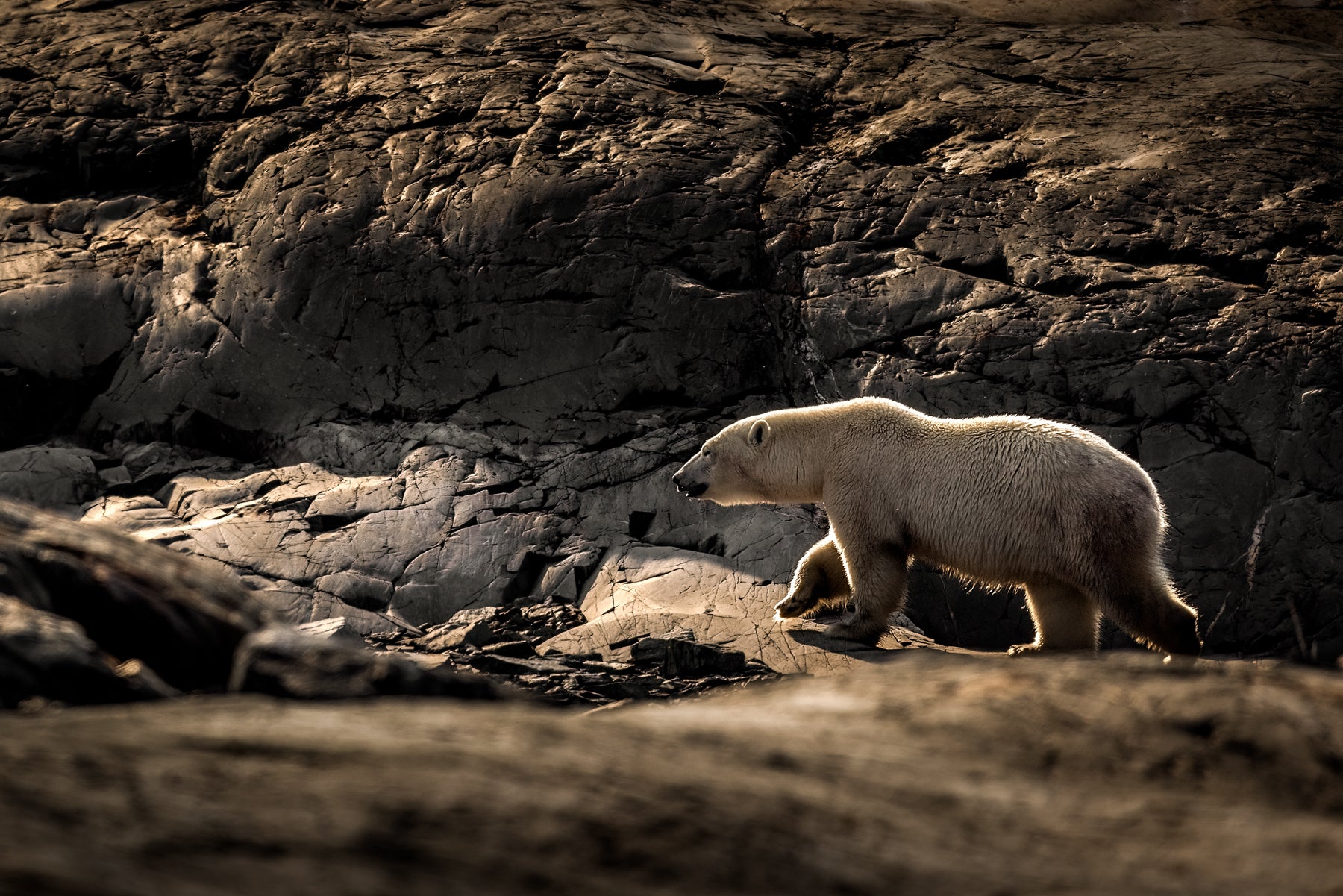 Polar Bear 022