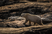 Ours blanc 037