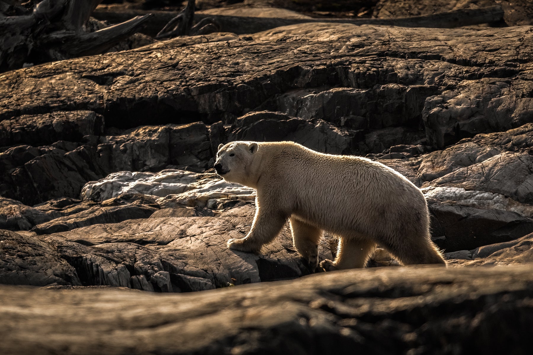 Polar Bear 022