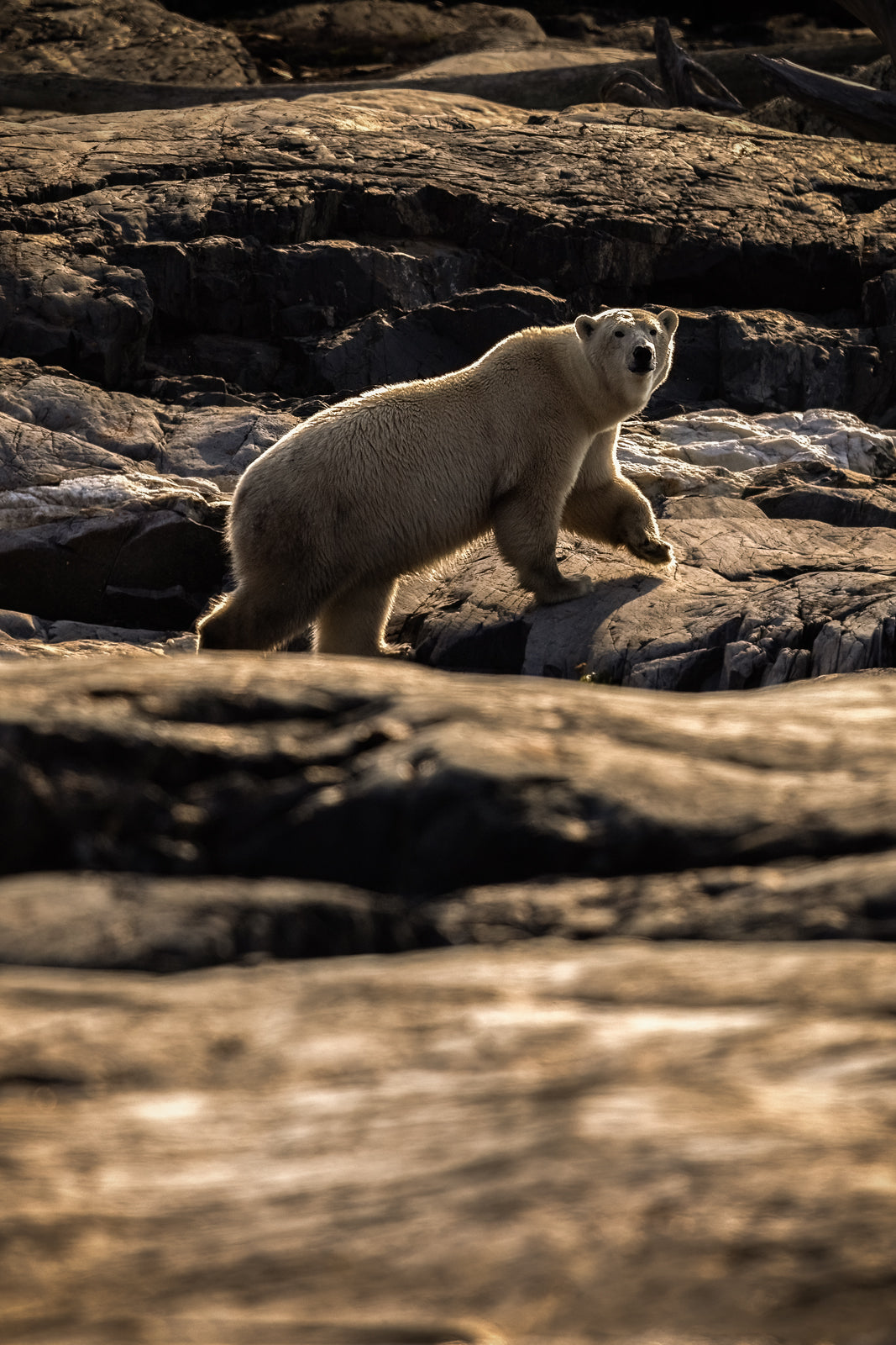 Polar Bear 022