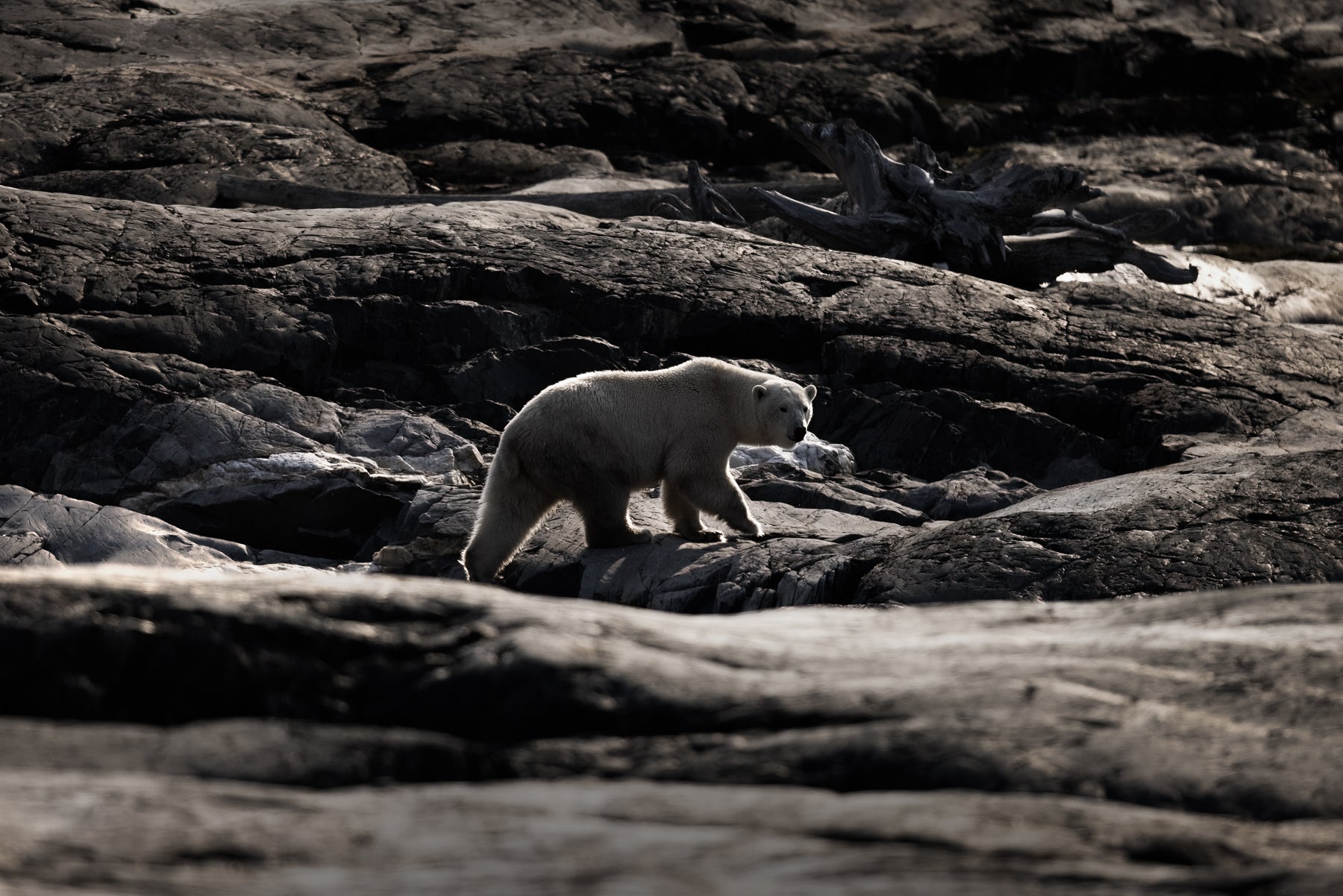 Polar Bear 022