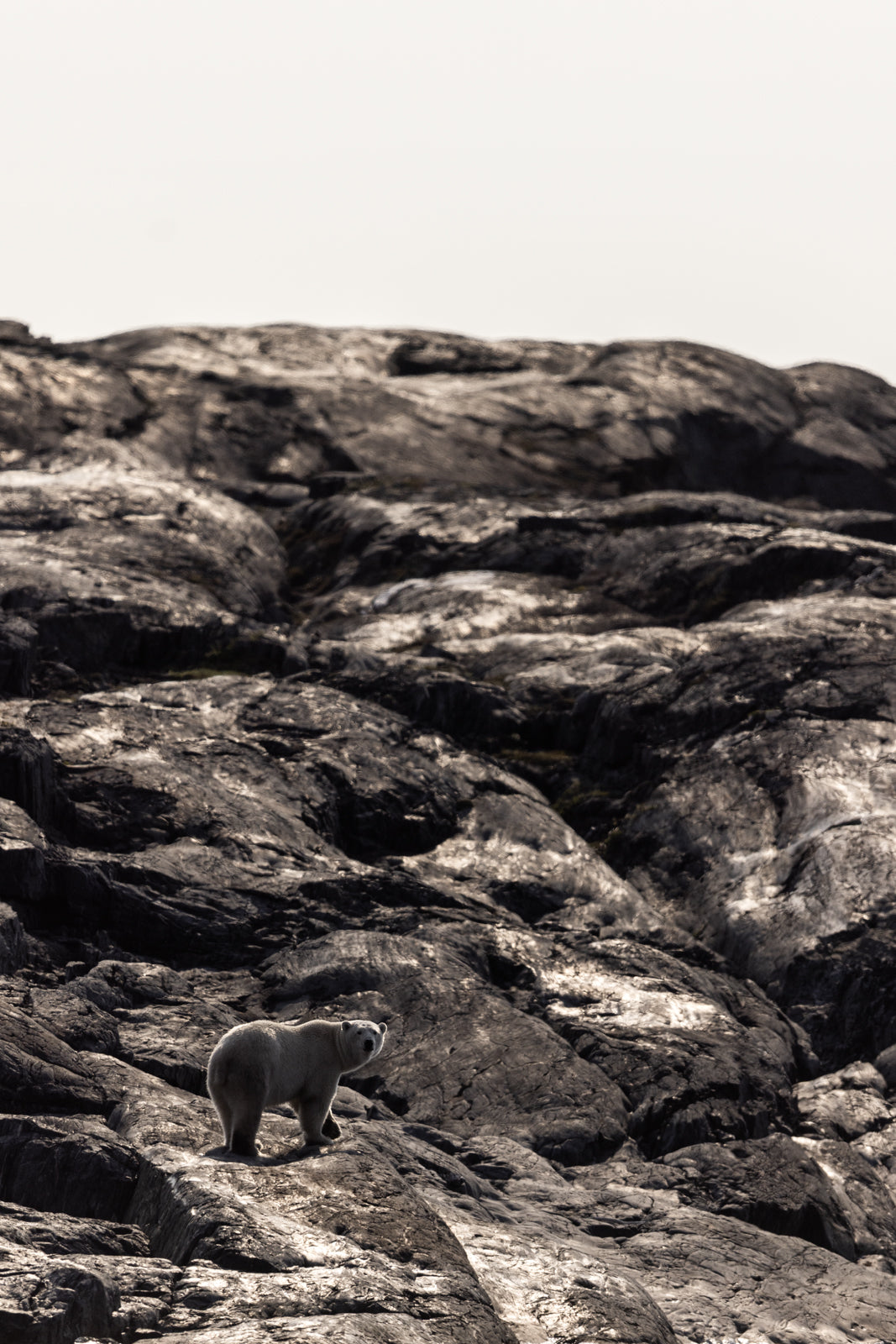 Polar Bear 022