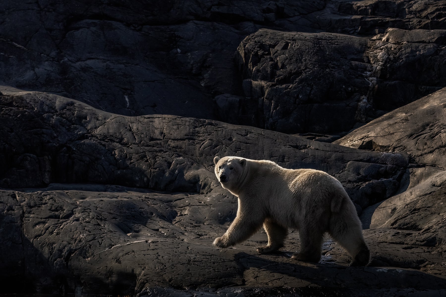 Polar Bear 022