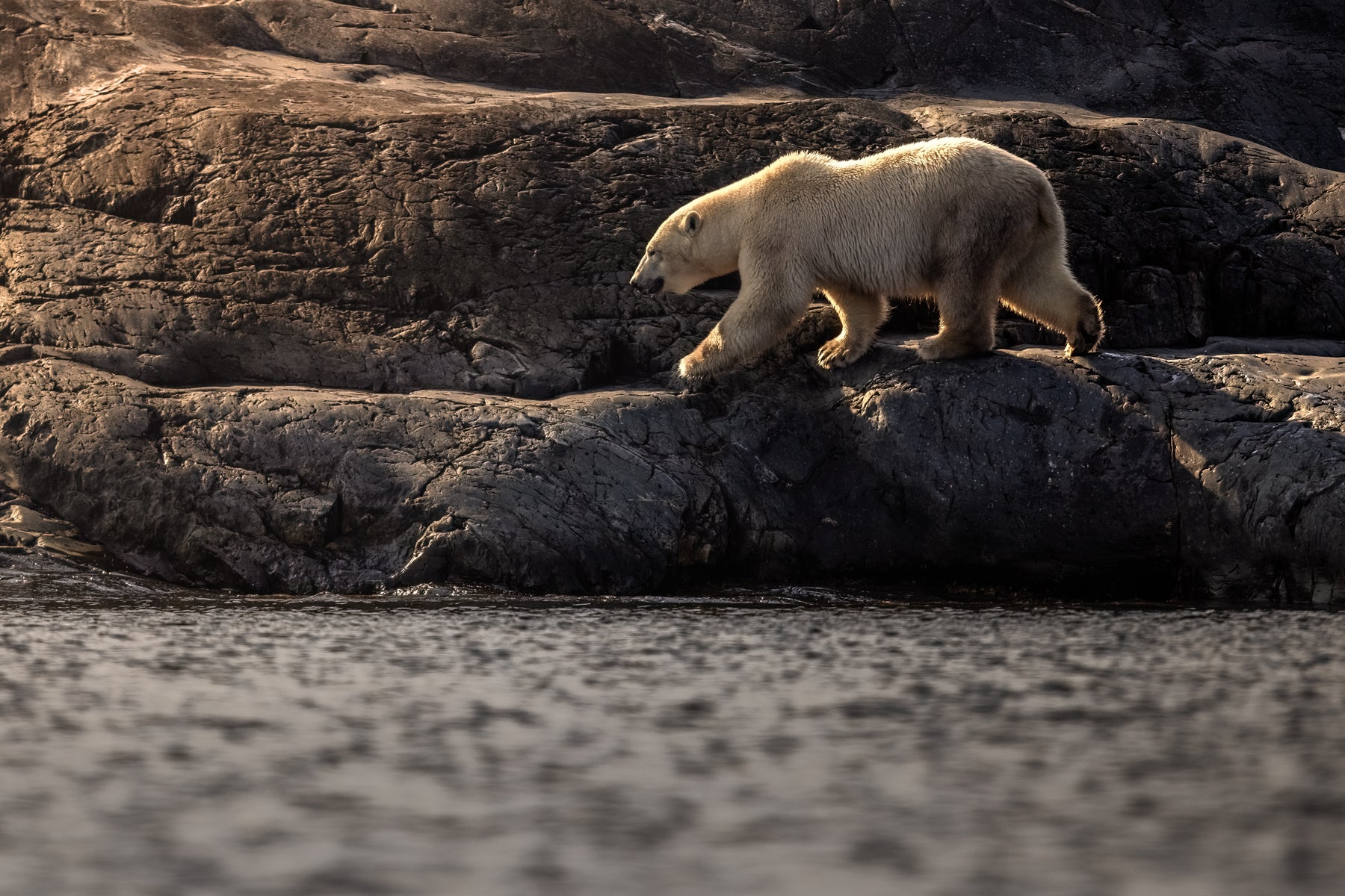 Polar Bear 022