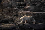 Ours blanc 042