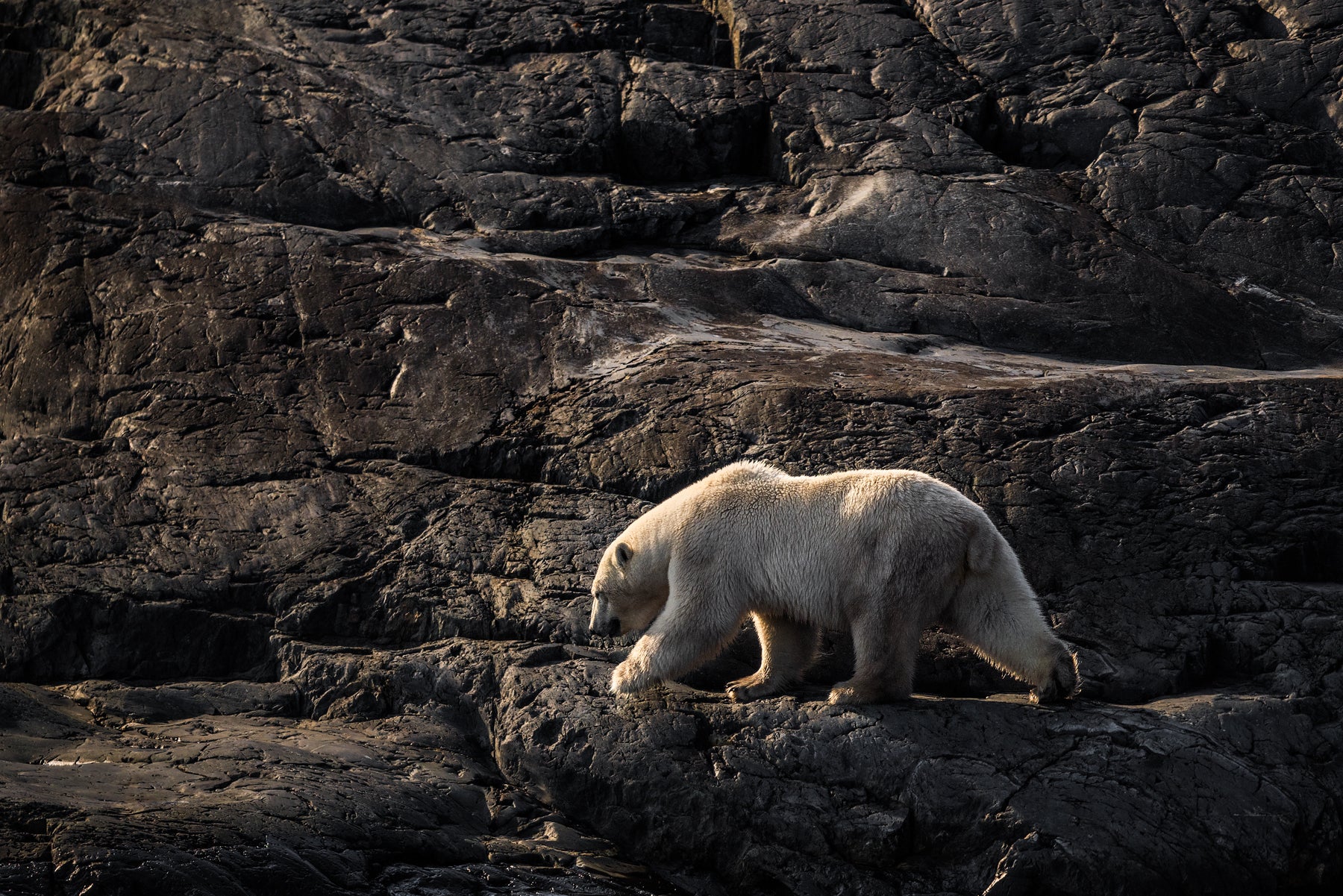 Polar Bear 022